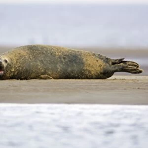 Grey Seal - bull lying on sand-bank Donna Nook seal sanctuary, Lincolnshire, UK