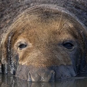 Grey Seal - bull lying in shallow water with reflection. Lincolnshire, England