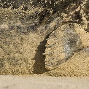 Grey Seal Close up of flipper Waxham Beach Norfolk UK