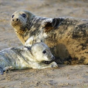 Grey Seal - cow with newly born pup on beach. Donna Nook seal sanctuary, Lincolnshire, UK