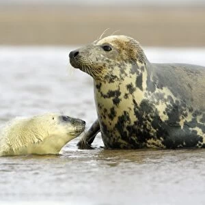Grey Seal - cow with pup in sea Donna Nook seal sanctuary, Lincolnshire, UK