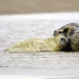 Grey Seal - cow with pup in sea, Donna Nook seal sanctuary, Lincolnshire, UK