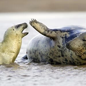 Grey Seal - cow with pup in sea. Donna Nook seal sanctuary, Lincolnshire, UK