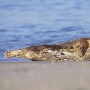 Grey Seal - Cow resting on breeding beach Norfolk UK
