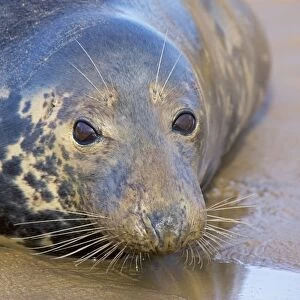 Grey Seal - female on beach during mating season - UK