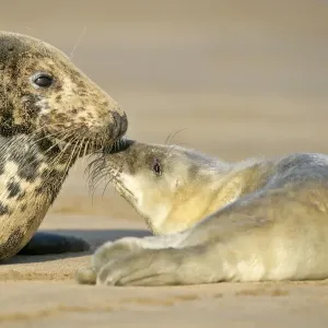 Grey Seal mother and newborn pup taking stock of each other Donna Nook, Lincolnshire Coast, England, UK Grey Seal mother and newborn pup taking stock of each other Donna Nook, Lincolnshire Coast, England, UK