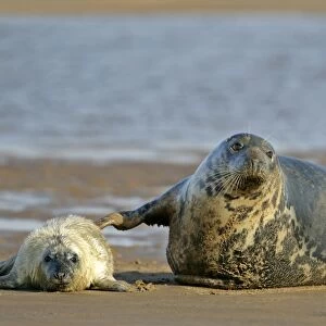 Grey Seal mother touching newborn pup in affection Donna Nook, Lincolnshire Coast, England, UK