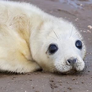 Grey Seal - newly born pup lying on sand. Lincolnshire, England