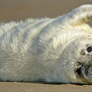 Grey Seal portrait of pup stretching it's fin Donna Nook, Lincolnshire Coast, England, UK