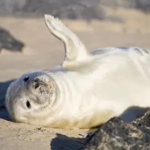 Grey Seal - pup on beach waving flipper - Norfolk England