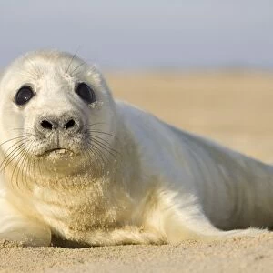 Grey Seal Pup on beach Waxham Beach Norfolk UK