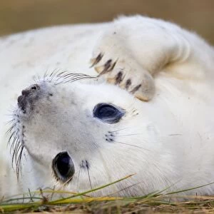 Grey Seal - Pup - Donna nook - Lincolnshire - UK