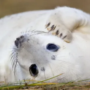 Grey Seal - Pup - Donna nook - Lincolnshire - UK Grey Seal - Pup - Donna nook - Lincolnshire - UK