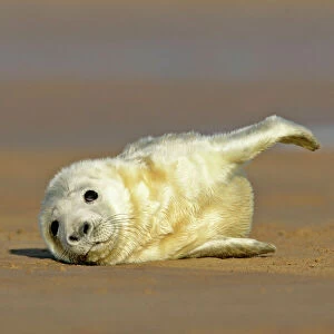 Grey Seal pup lying on sand bank stretching it's fin Donna Nook, Lincolnshire Coast, England, UK