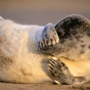 GREY SEAL - pup lying on sandy beach, covers eyes GREY SEAL - pup lying on sandy beach, covers eyes