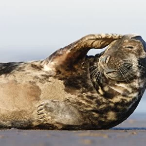 Grey Seal - resting on sandy beach scratching head - Donna Nook - Lincolnshire - UK