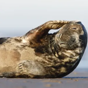 Grey Seal - resting on sandy beach scratching head - Donna Nook - Lincolnshire - UK Grey Seal - resting on sandy beach scratching head - Donna Nook - Lincolnshire - UK