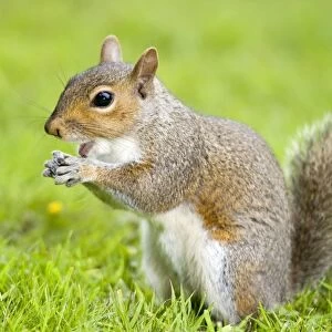Grey Squirrel Eating on Lawn