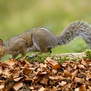 Grey Squirrel - finding acorn amongst autumn leaves in deciduous woodland - October - Cannock Chase - Staffordshire - England