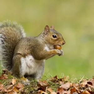 Grey Squirrel - finding acorn amongst autumn leaves in deciduous woodland - October - Cannock Chase - Staffordshire - England Grey Squirrel - finding acorn amongst autumn leaves in deciduous woodland - October - Cannock Chase - Staffordshire - England