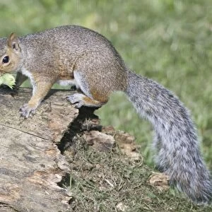 Grey Squirrel - gathering hazelnuts for its winter larder - Oxon UK
