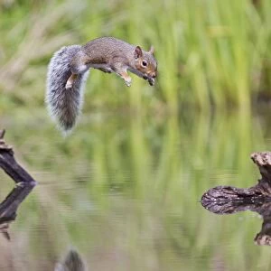 Grey Squirrel - jumping accross pond - Bedfordshire UK 11382