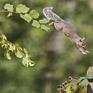 Grey Squirrel - jumping to gate post - Bedfordshire UK 11395