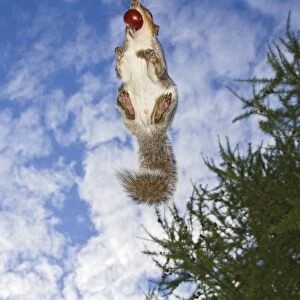Grey Squirrel - jumping in mid-air - with nut in mouth - wide angle - Bedfordshire UK 11439