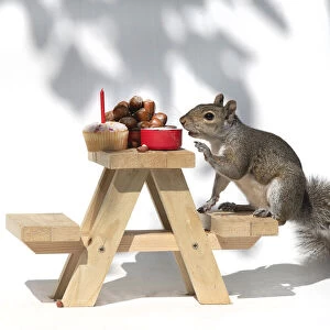 Grey Squirrel on a miniature picnic bench eating nuts & fruit