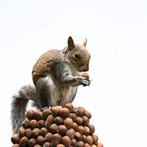 Grey Squirrel on a pile of hazelnuts, white background