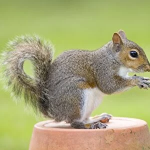 Grey Squirrel - sitting on flower pot - Norfolk England
