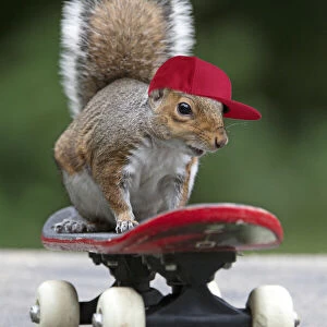 Grey squirrel sitting on a skateboard, natural setting