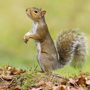 Grey Squirrel - standing on hind legs - Cannock Chase - Staffordshire - England