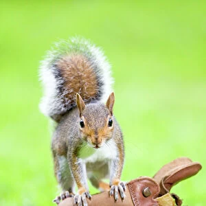 Grey Squirrel Standing on old boot Norfolk UK