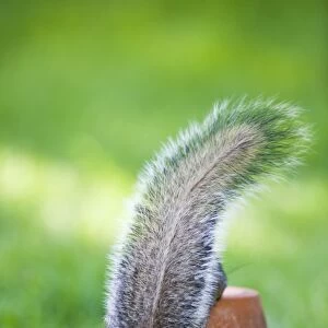 Grey Squirrel With tail erect Norfolk UK