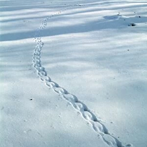Grey Squirrel tracks in snow