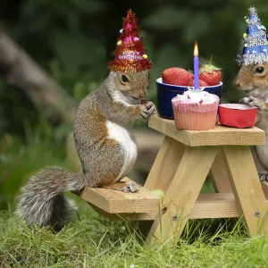 Two Grey Squirrels on a mini picnic bench having a birthday party