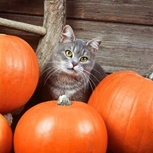 Grey tabby CAT - With Pumpkins