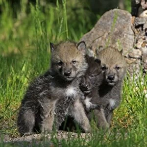 Grey / Timber Wolf - 1 month old pups. Montana - United States