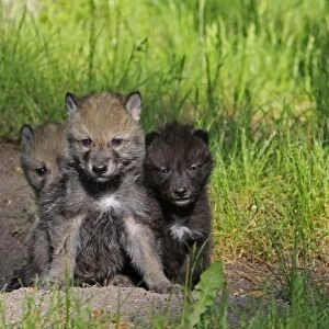 Grey / Timber Wolf - 1 month old pups. Montana - United States
