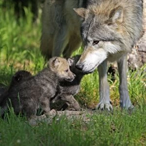 Grey / Timber Wolf - Adult with 1 month old pups. Montana - United States
