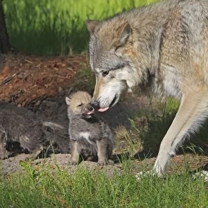 Grey / Timber Wolf - Adult with 1 month old pups. Montana - United States