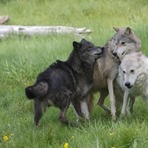 Grey / Timber Wolf - interaction between adults. Montana - United States