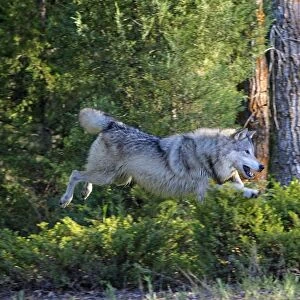 Grey / Timber Wolf - jumping. Montana - United States