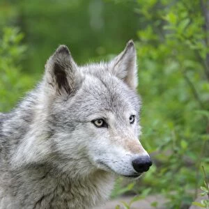 Grey / Timber Wolf. Minnesota - United States