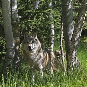 Grey / Timber Wolf. Montana - United States