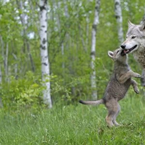 Grey / Timber Wolf - with pups. Minnesota - United States