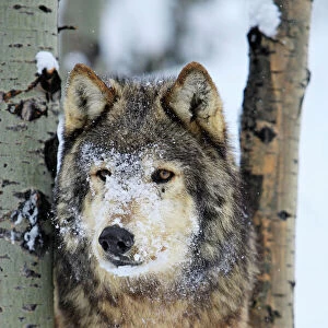 Grey / Timber Wolf - in snow. Montana - USA