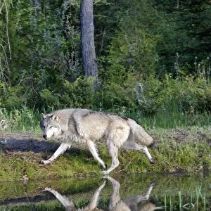 Grey / Timber Wolf - by water. Montana - United States