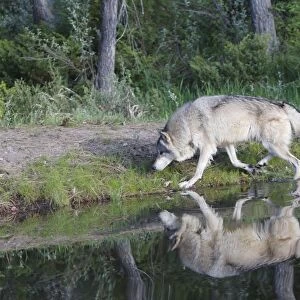 Grey / Timber Wolf - by water. Montana - United States